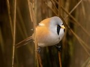 Phil Harbord - Bearded Reedling
